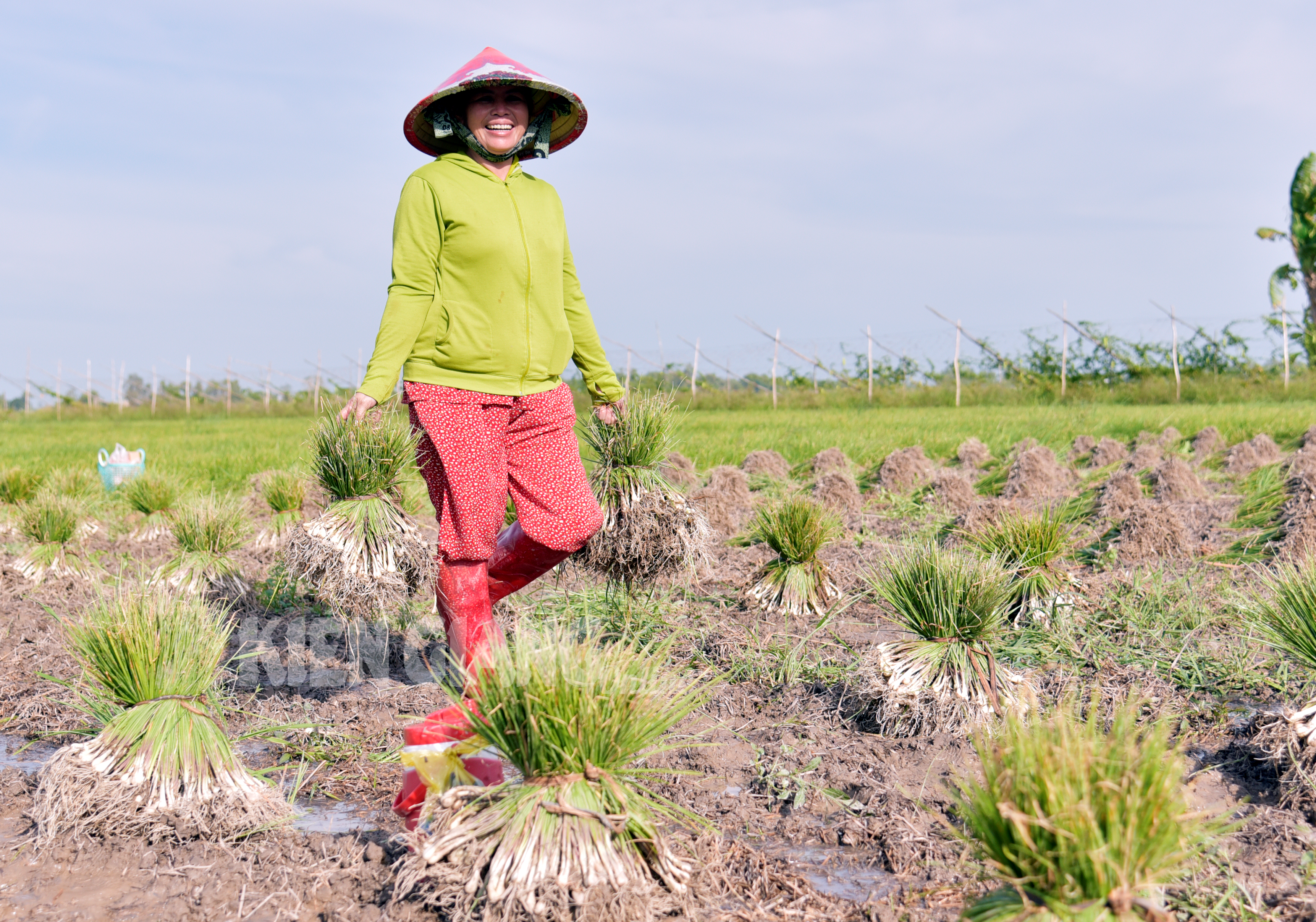 Nông dân trúng giá vụ kiệu tết